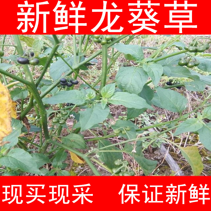 四川野生中药材新鲜龙葵草天茄子黑天苦葵野葡萄龙葵果实龙葵根叶
