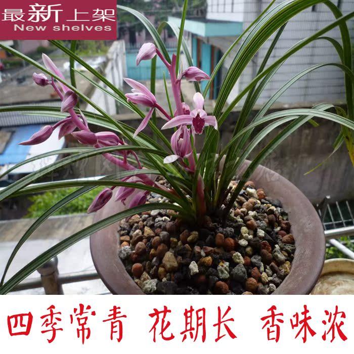 精品野生下山蕙兰 兰花苗 兰花兰草植物花卉盆栽绿植盆景h04