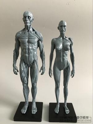 30cm艺用人体模型 肌肉骨骼解剖人体结构美术模型 cg绘画雕塑教学