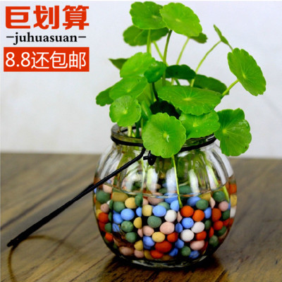 包邮水培植物铜钱草办公室桌面盆栽金钱草花卉室内水养绿植包成活