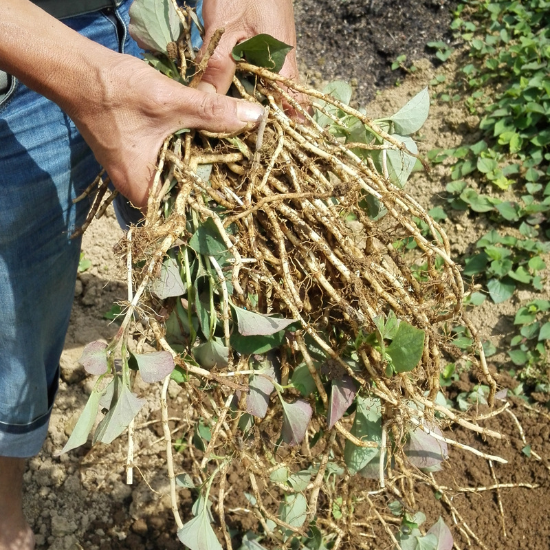 新鲜鱼腥草 现挖野生折耳根侧耳根茶 鱼星草特产 传统营养滋补品