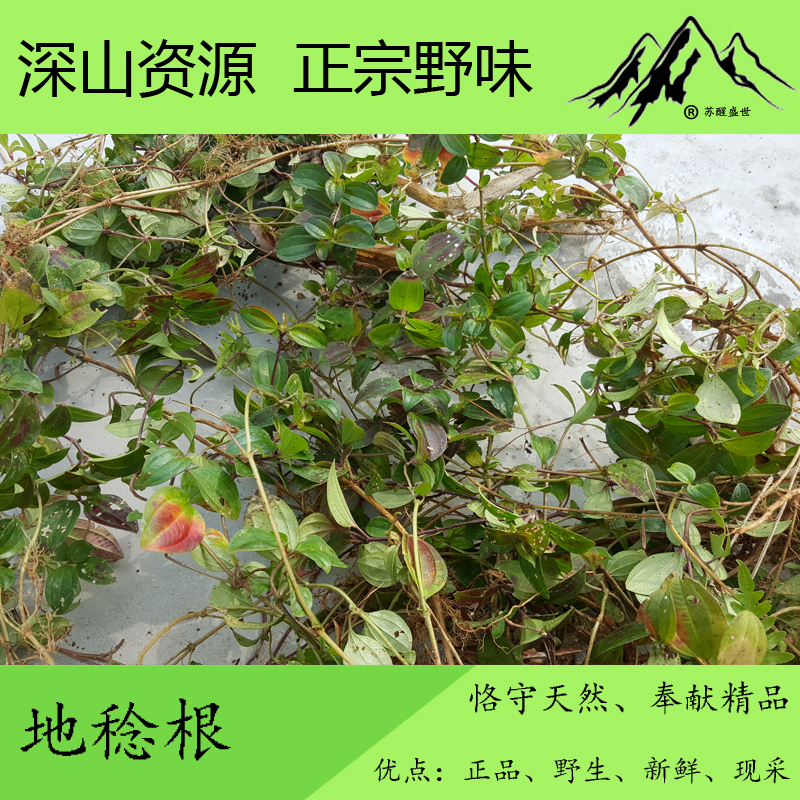 【满50元包邮】地稔根 地稔草 山地稔 铺地锦根 地茄根 新鲜500g