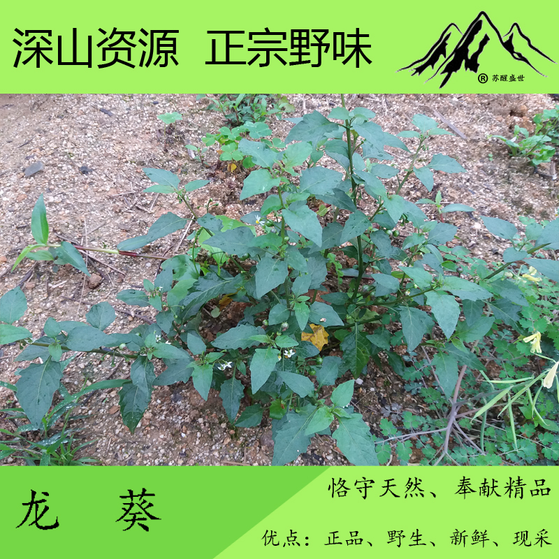 【满50元包邮】新鲜野生龙葵草 全株500g