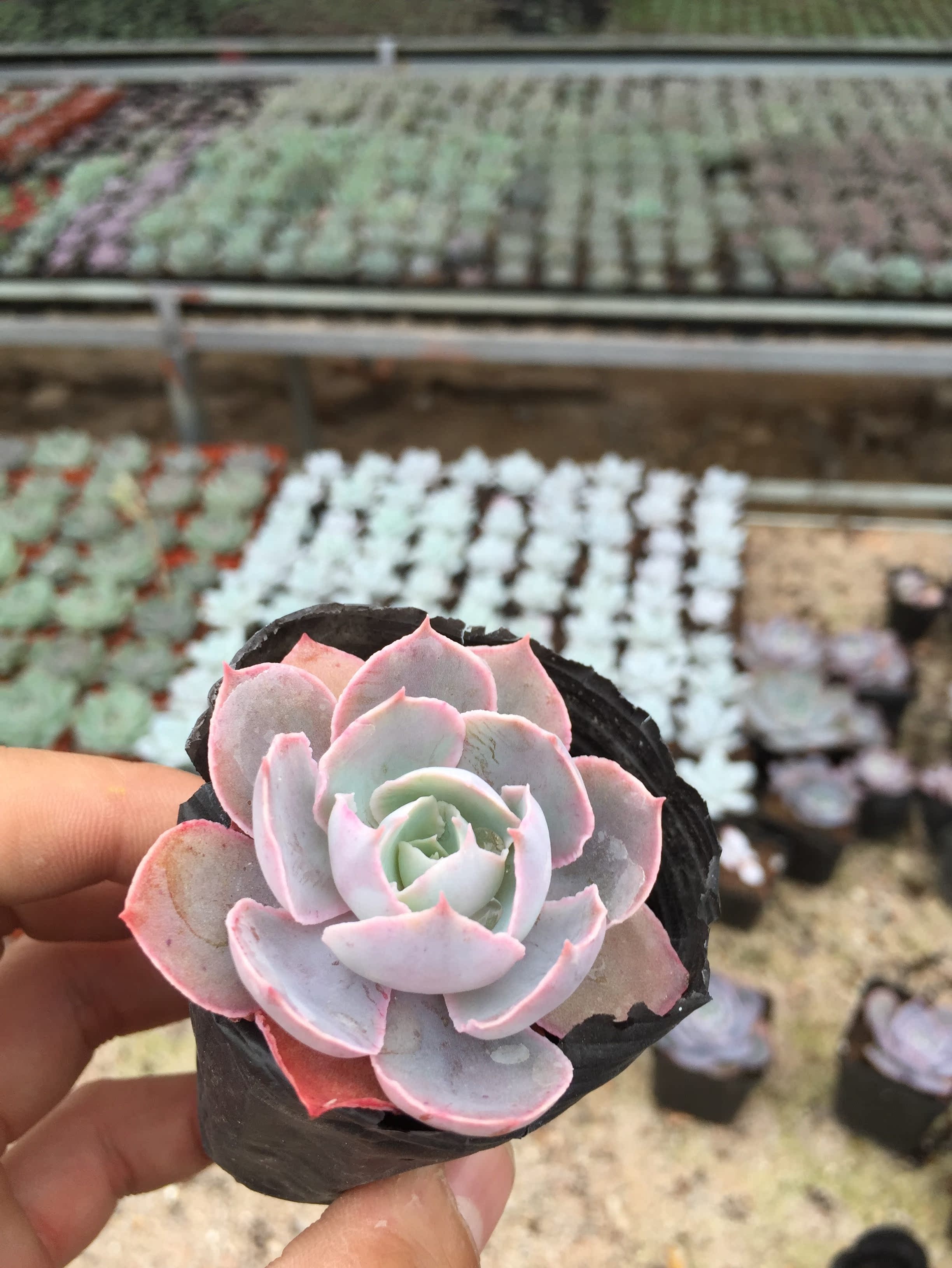 pinky多肉