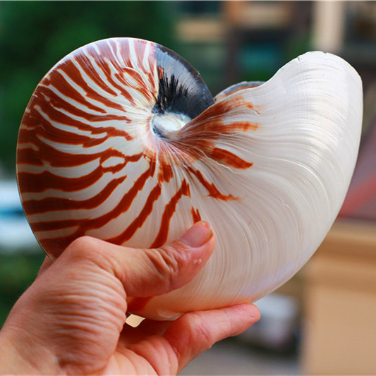 包邮天然大海螺贝壳四大名螺之鹦鹉螺 展览展示道具 收藏摆件礼品