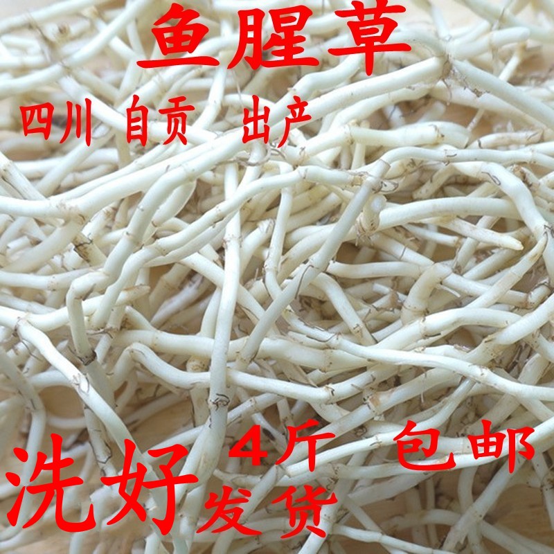 四川特产新鲜鱼腥草蔬菜凉拌菜下饭菜嫩根折耳根野生侧耳根节节根