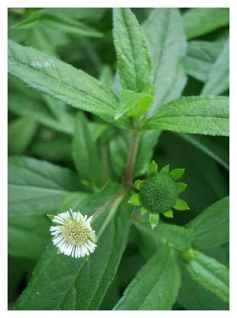 墨旱莲草野生500包邮 乌心草中草药 墨水草 旱莲草 乌发擦老鼠痣