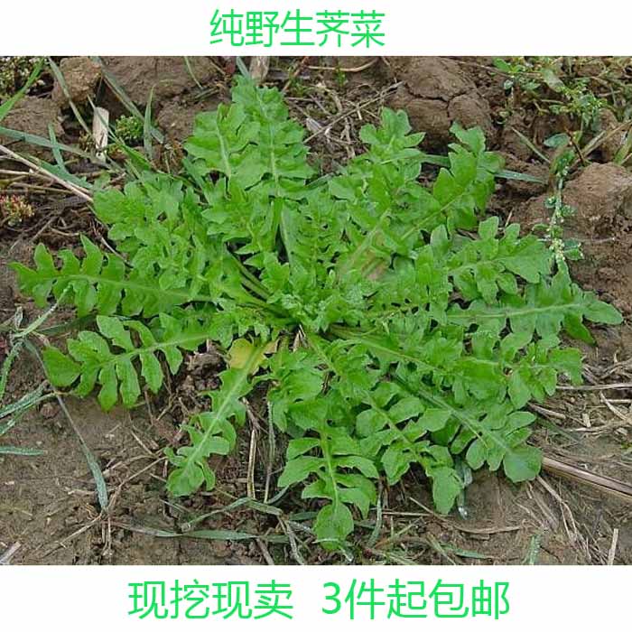 野生荠菜 新鲜地菜地米菜地地菜 野菜现采现发新鲜蔬菜绿色食品