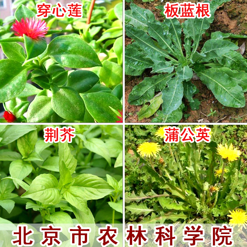 穿心莲 板蓝根 荆芥 蒲公英 野菜中药种子 四季阳台盆栽蔬菜种子