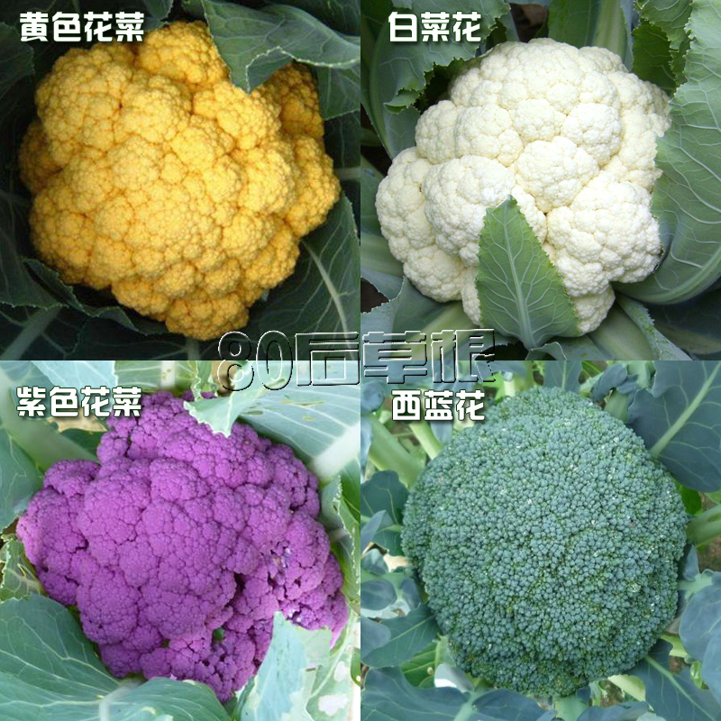 花椰菜 西兰花种子四季春季 紫花菜种子 白花菜种子盆栽蔬菜