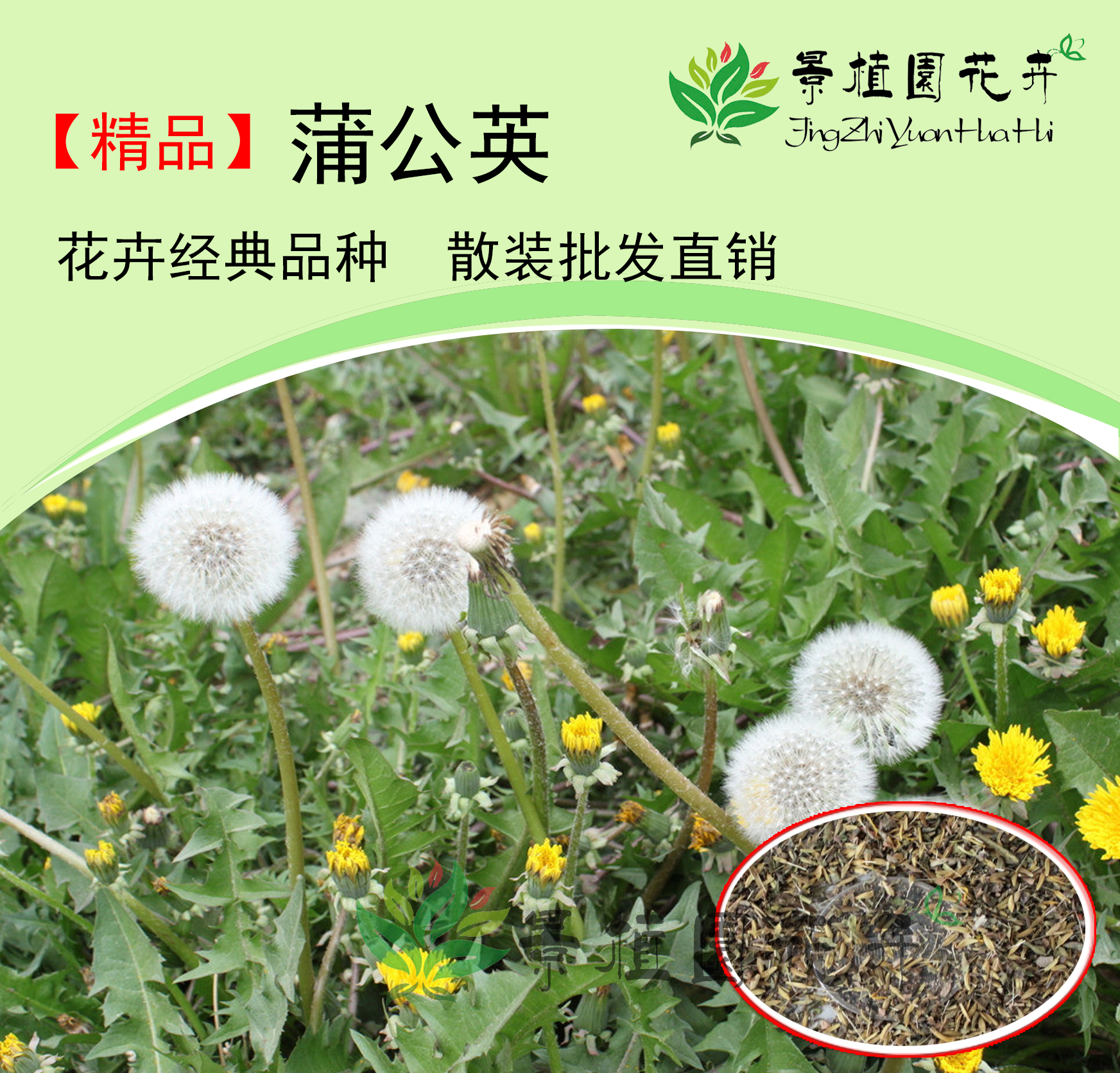 蒲公英种子野生婆婆丁蒲公草食用特菜药用阳台庭院四季播包邮