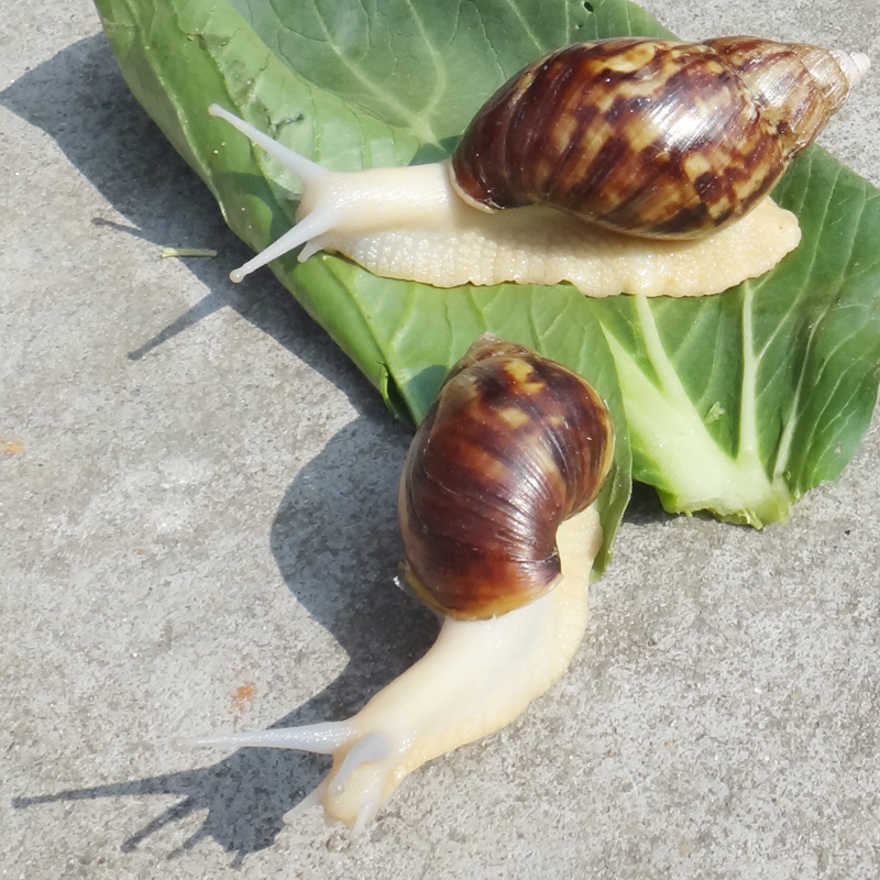 ţ ţ ѧѧţ ţ ʹţ 