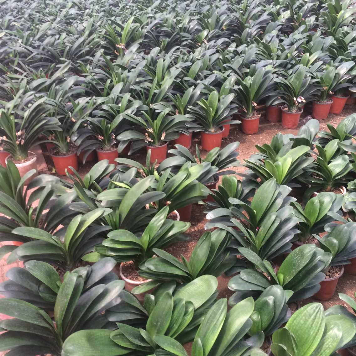 植物盆栽推荐【君子兰】创意 阳台窗台办公室 净化空气吸甲醛绿植
