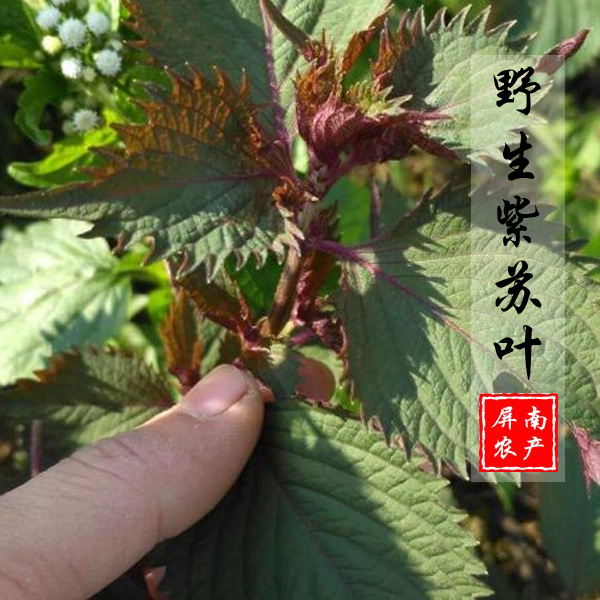 野生新鲜野生紫苏叶纯天然紫苏叶干解表散寒药材去腥烧鱼虾蟹泡茶