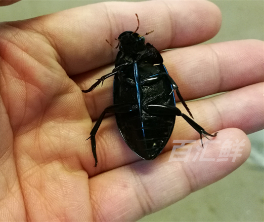 【鲜活 黑边龙虱】新鲜龙虱活体水蟑螂水甲虫 野生水龟子 活龙虱