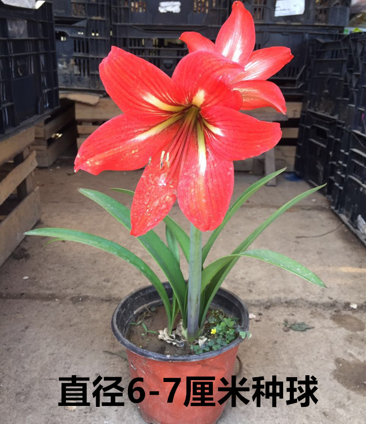 对红花卉盆栽 朱顶红种球 对子莲朱顶兰花阳台观花植物当年开花