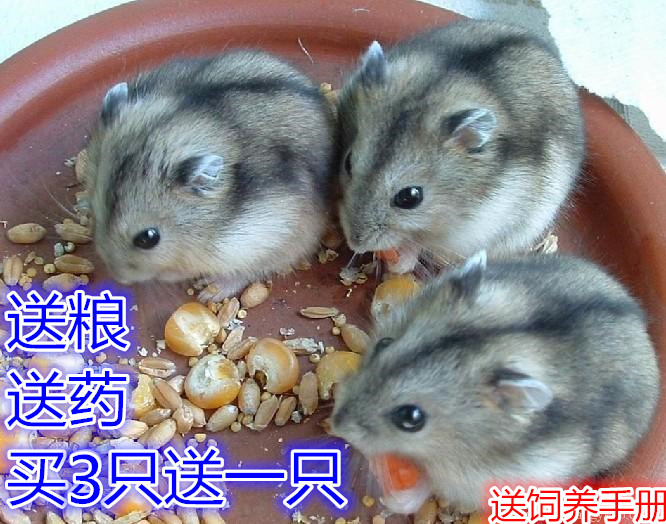活体三线仓鼠 灰色仓鼠 小型宠物 小老鼠 银狐布丁紫仓幼鼠宝宝