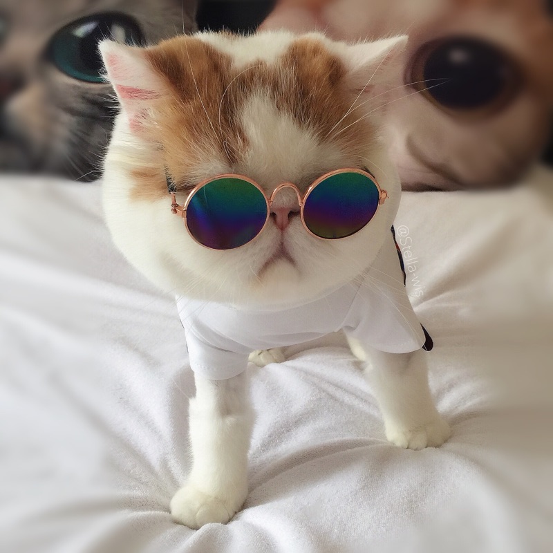 宠物狗狗猫咪墨镜眼镜宠物眼镜猫咪眼镜