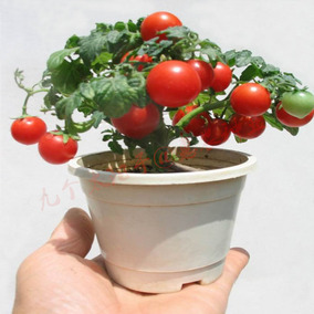矮生盆栽番茄种子 四季 红黄盆栽蔬菜种子 小西红柿 圣女果 阳台