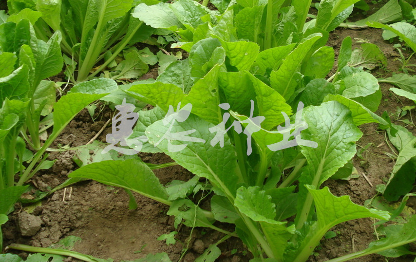 春季蔬菜种子优质绿冠青帮小白菜种子生长迅速适合家庭种植600粒