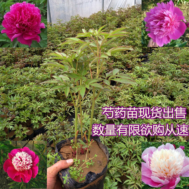 预售芍药花苗勺药花赛牡丹花庭院花卉可盆栽阳台盆景3