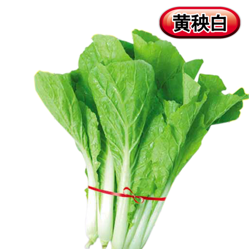 种都精品 黄秧白 黄柔小白菜种子 抗热耐寒 生长快 纤维少口感好