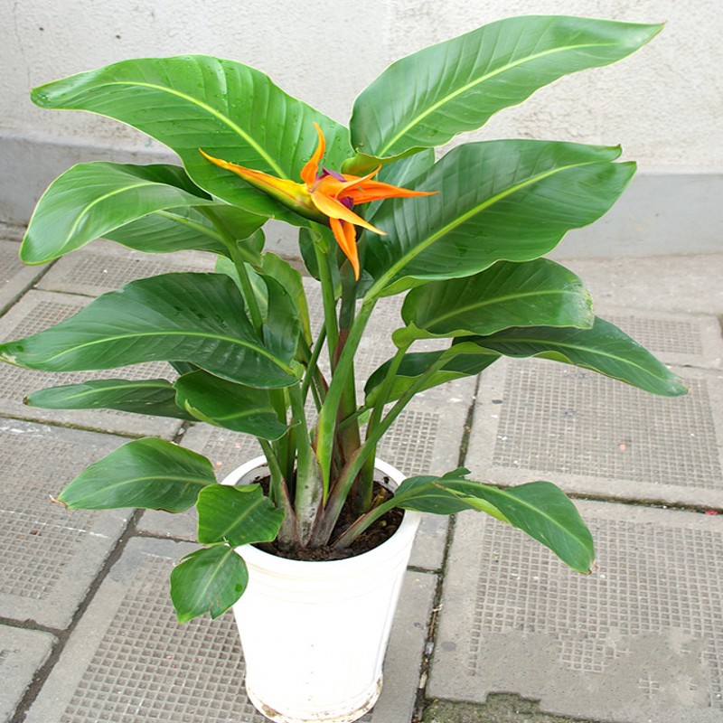 天堂鸟盆栽花卉阳台室内客厅大型绿植鹤望兰观叶花苗净化空气包邮