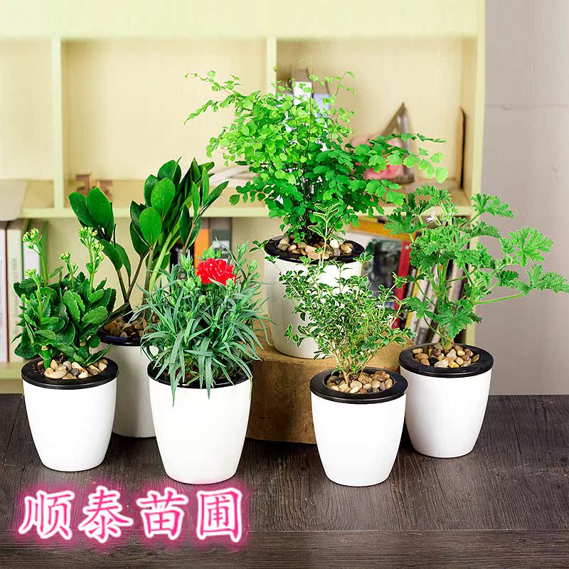 金钱树康乃馨茉莉花盆栽长寿花铁线蕨六月雪驱蚊草办公桌室内植物