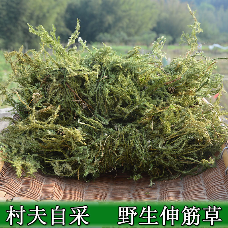 干品伸筋草 石松 立筋草 舒筋草 抽筋草 小伸筋野生中药材500包邮