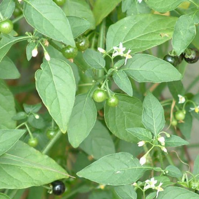 云南中药材批 龙葵草 龙葵 天茄子 苦葵 野葡萄 黑茄子野生苦凉菜