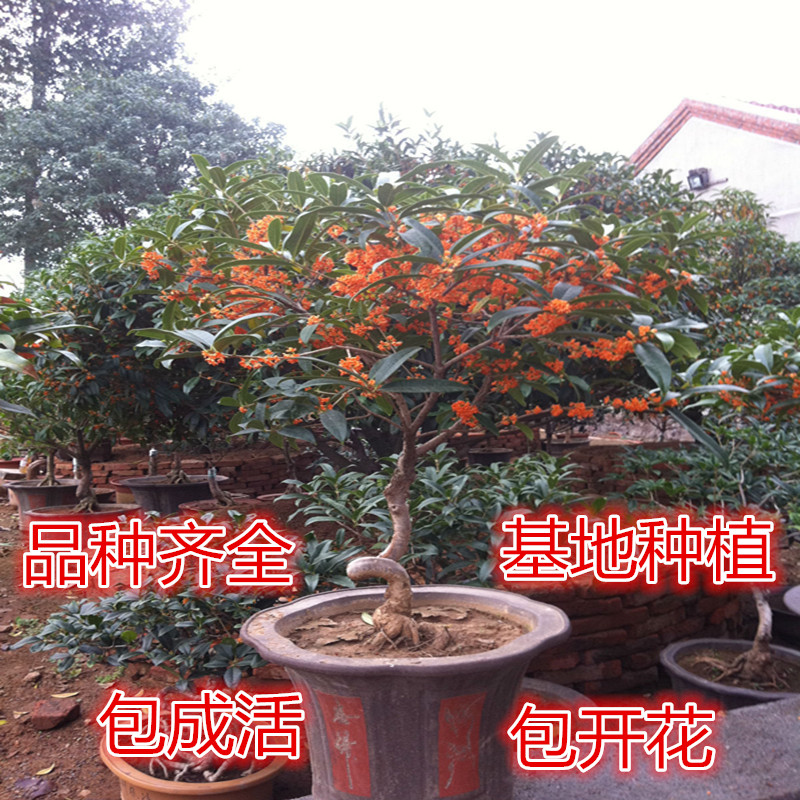 八月桂花树苗