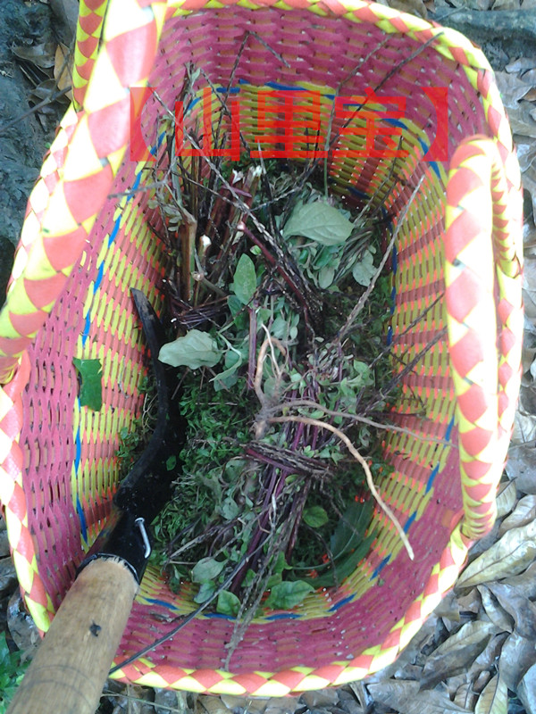 新鲜野生土牛膝 牛膝头 倒扣草 蔡鼻草 土牛 倒钩草45元3斤包邮