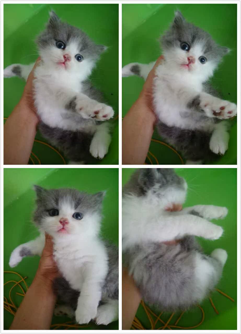 纯种英短蓝猫,折耳蓝猫英短蓝白活体视频实拍自家繁育