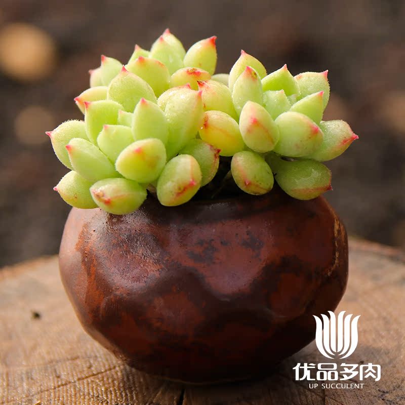 【砂糖】果冻色美多肉 绿植花卉盆栽萌肉肉优品多肉植物云南基地