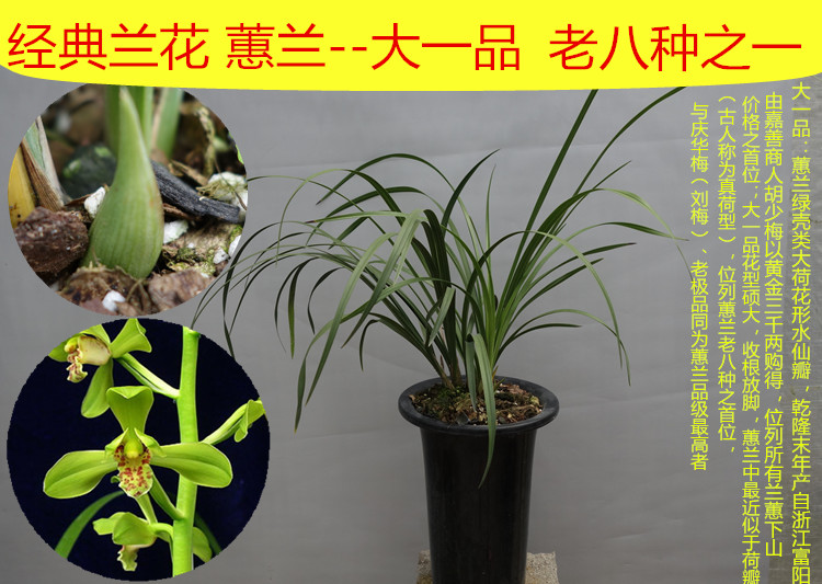 兰花 蕙兰 江南新极品 蕙兰新八种之一 160/苗 包邮