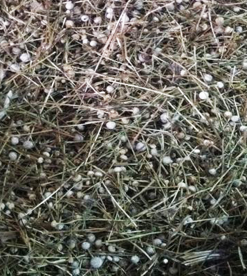 正品[精子果冻状]精子里有果冻状颗粒评测 精子