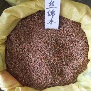 2017年新采一级杜仲种子杜仲树种籽丝棉皮棉树皮种子35元一斤包邮