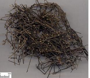 野生 中药材 白花蛇舌草 白花蛇草 舌草250克  可 抓药