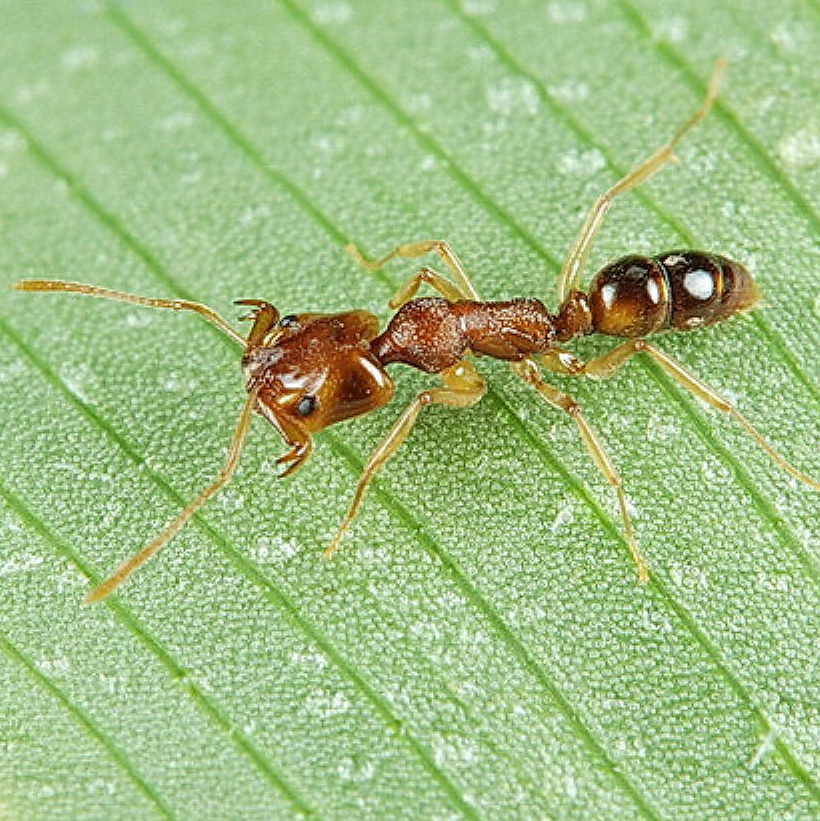 格拉夫钩猛蚁anochetus graeffei 宠物蚂蚁活体