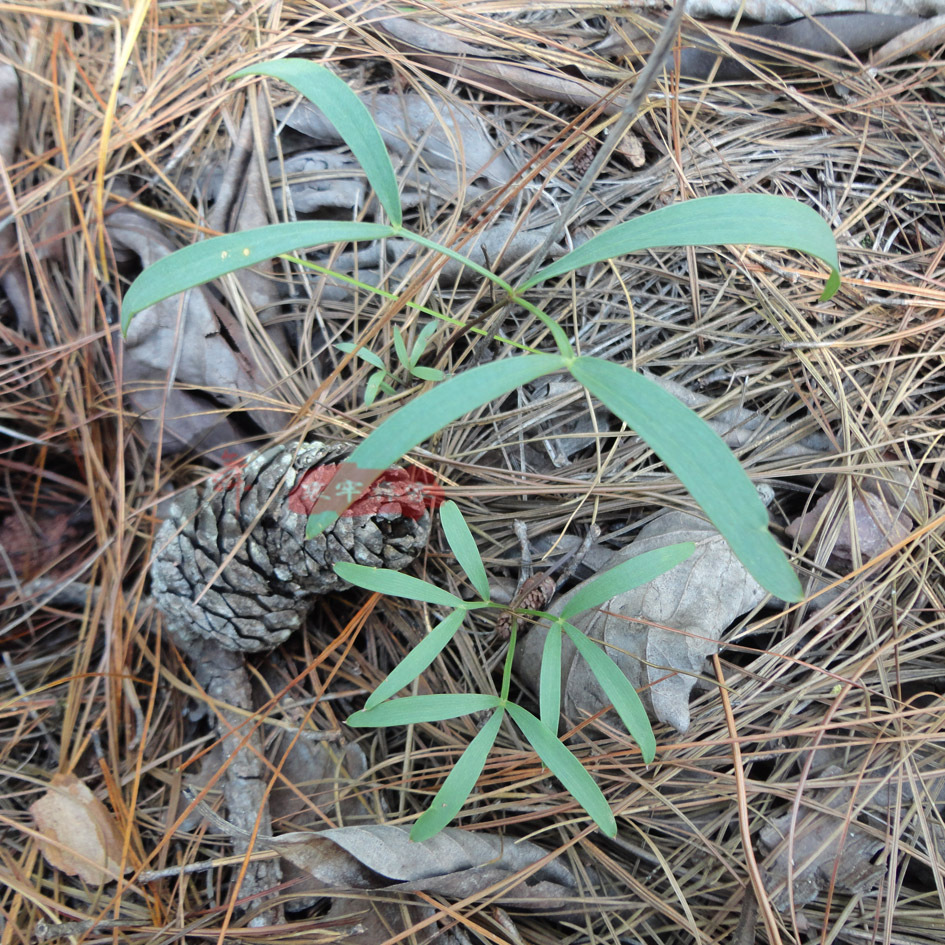 哀牢彝家/哀牢山纯野生防风/竹叶防风/云防风药草 中药材