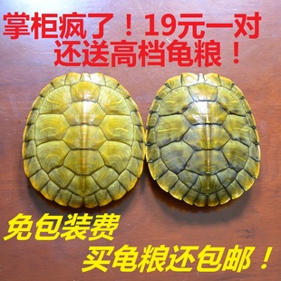 宠物巴西乌龟红耳龟黄金发财龟一对6-10cm\/活