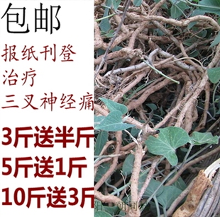 正品解除三叉神经各种神经痛大擀杖叶根细(学名鹅绒藤)洛阳出产