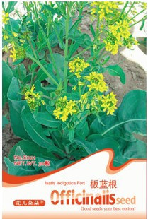 中药种子 板蓝根 清热解毒消炎 原包装40粒香草花卉 满包邮