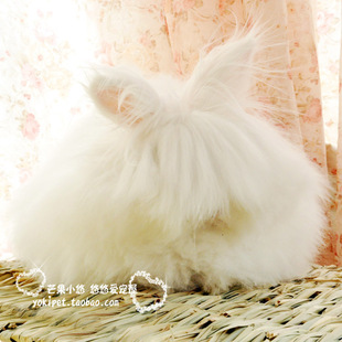 家养宠物兔 纯白长毛盖脸猫猫兔 超长毛 预定
