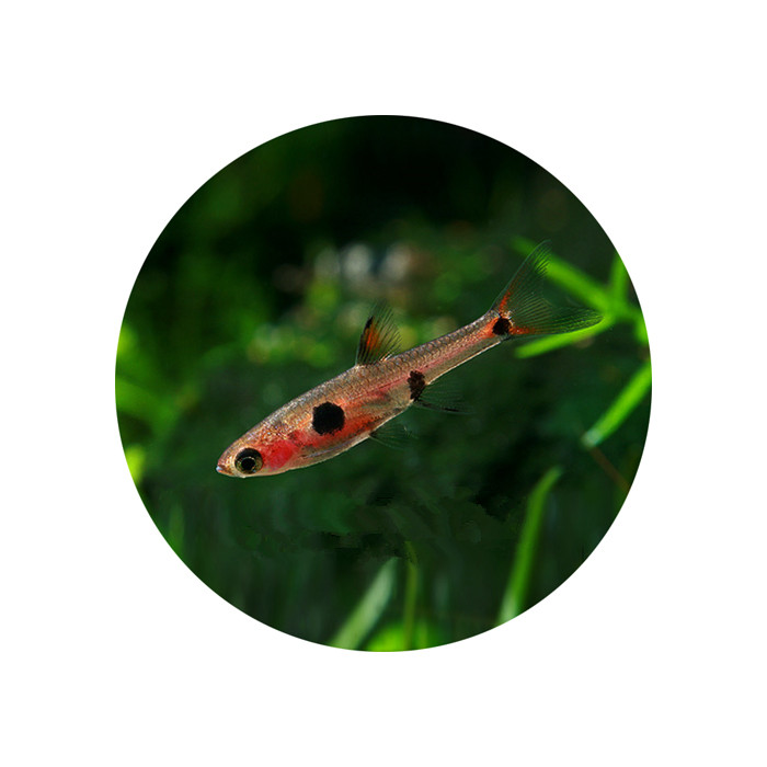 小丑灯鱼_特价|包邮_绿莲灯鱼,锦鲤鱼苗批发 宠