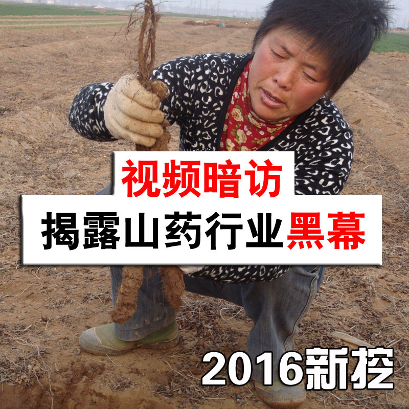 孔家 河南焦作新鲜垆土铁棍山药 温县 精品淮山药淮山怀山药5斤装