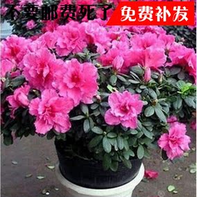 正品[映山红苗]映山红原唱评测 图片_惠惠购物