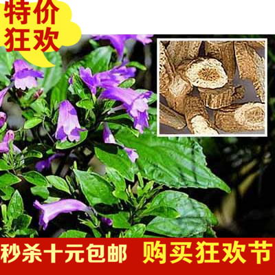 包邮 低价 优质中草药种子 批发 板蓝根种子 清热解毒 易种植