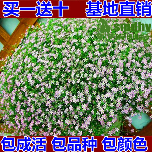 进口多年生半边莲翠蝶花六倍利种子【紫罗兰】  阳台盆栽垂吊花卉
