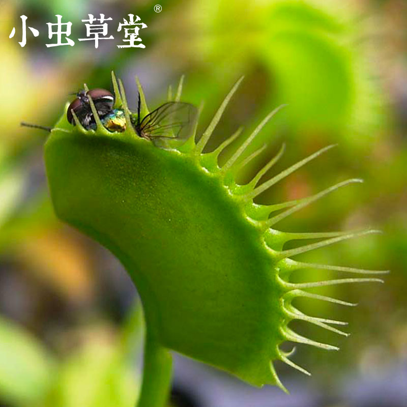 花市捕蝇草小虫草堂食虫植物盆栽食人花草吃食虫草含羞草奇花异草